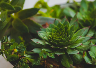 植物提取物检测,检测报告,真人网站第三方检测机构